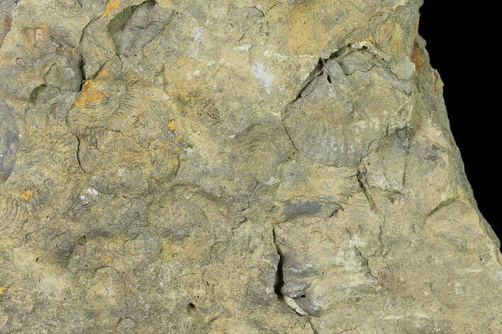 Pennsylvanian Fossil Brachiopod Plate - Kentucky #138905
